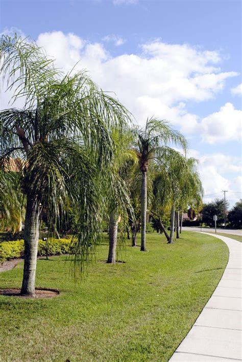 Hammocks Under Palm Trees Stock Image Image Of Scenery 6606821