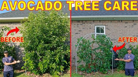 The Best Guide To Feeding And Pruning Avocado Trees For Small Size