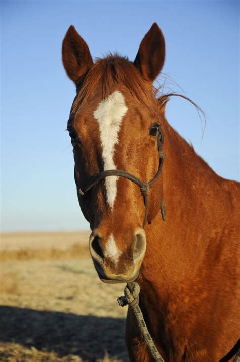 The Face Says It All Horses Expressions Give Clues To State Of Mind