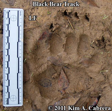 How To Identify Black Bear Tracks And Signs