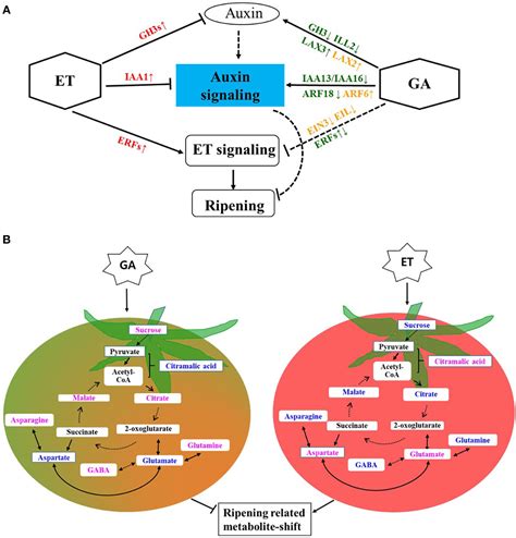 Frontiers Gibberellin Delays Metabolic Shift During Tomato Ripening