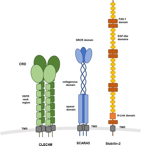 The Contribution Of The Sinusoidal Endothelial Cell Receptors Clec M