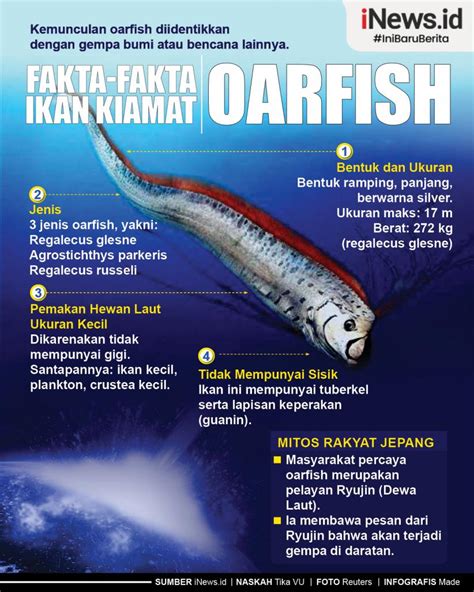 Infografis Fakta Fakta Ikan Kiamat Oarfish