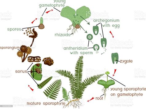 Fern Prothallia Antheridia And Archegonia