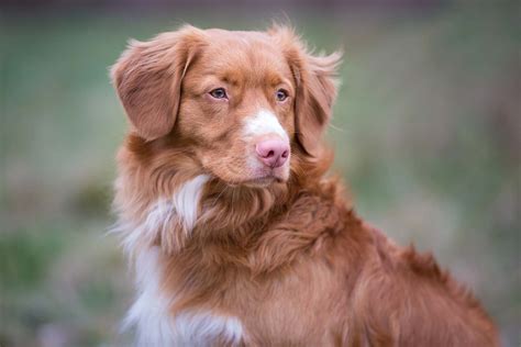 Nova Scotia Duck Tolling Retriever Club Of Canada NSDTRCC