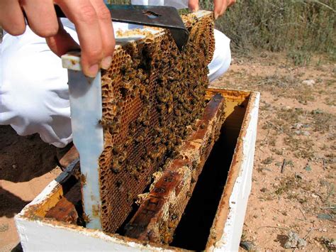 Cómo se puede identificar a una abeja reina en una colmena