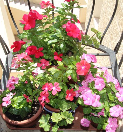 Vinca Flowers In Pots Best Flower Site