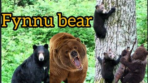 Funny Bear Youtube