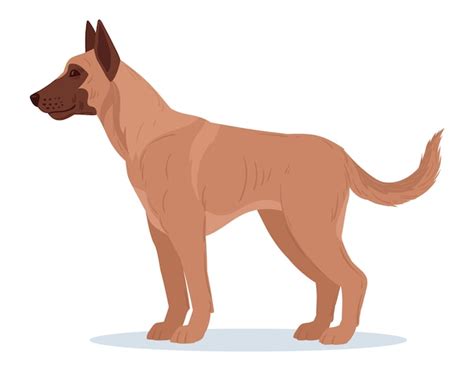 Dibujos Animados Belga Malinois Servicio Perro Raza Pura Raza Mascota