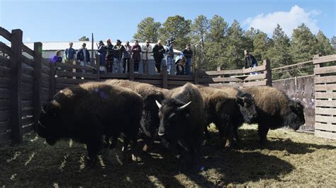 Denver donates 35 bison to Native American tribes : NPR