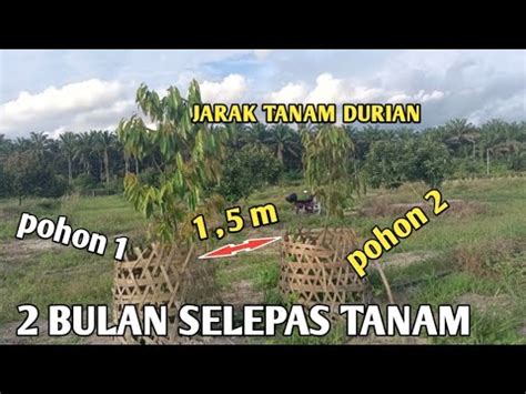 Cara Tanam Durian Dobel Sistem Busut Mas Agro Channel Bersiaran Secara