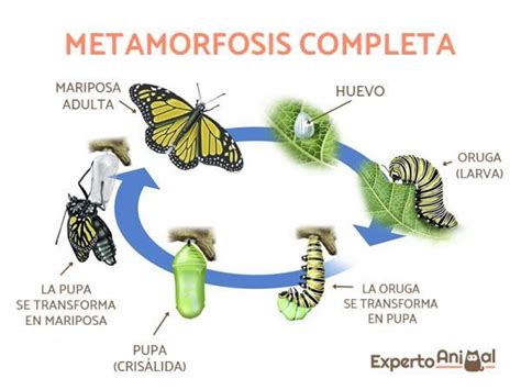 Metamorfosis De La Mariposa Y Sus Etapas Resumen Corto Butterfly The