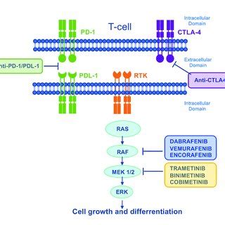 Mechanism Of Action Of MAPK Targeted Drugs And Immunotherapies The