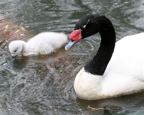 Cygne à col noir Cygnus Melanocoryphus Élevage et vente de Cygnes