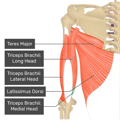 Triceps Brachii Muscle Heads Anatomy And Diagrams Getbodysmart
