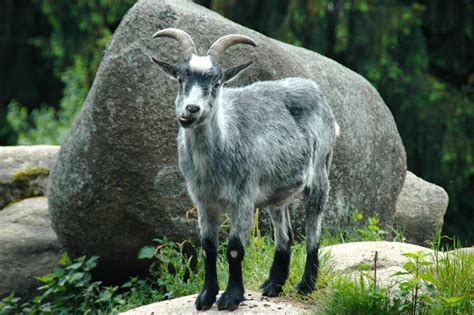 Banco De Imagens Natureza Floresta Rocha Animais Selvagens Jardim