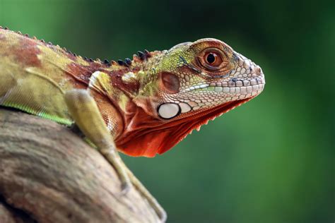 Iguanas cómo llevar una correcta alimentación sin errores Adios Mascota