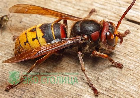 Все о насекомых: шершни и их места обитания | ZooSfera76.ru