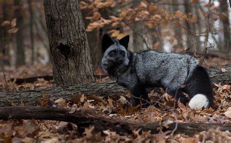 Silver Fox Animal