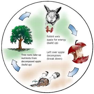 Circle Of Life Animals