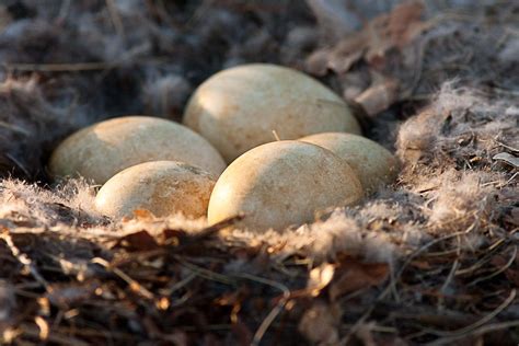 Image Result For Great Blue Heron Egg Blue Heron Heron Blue