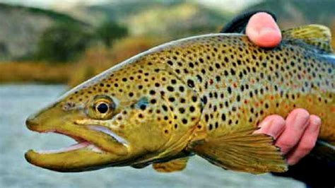 13 Best Places to Fly Fish in Missouri: Maps Included - Guide Recommended