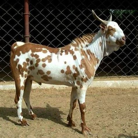 Male Barbari Goat At Best Price In Gangoh Id 14791446948