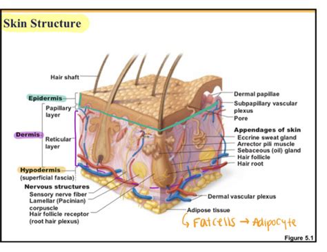 Unit 4 Ch5 Integumentary System Flashcards Quizlet