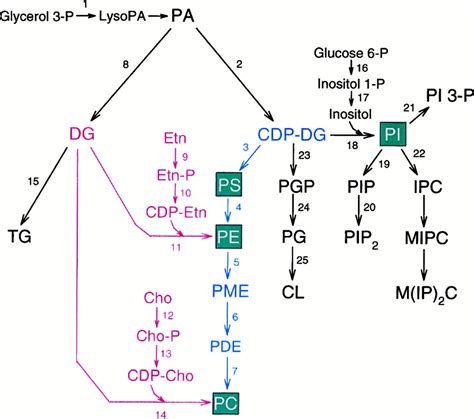 Regulation Of Phospholipid Biosynthesis In The Yeast Saccharomyces