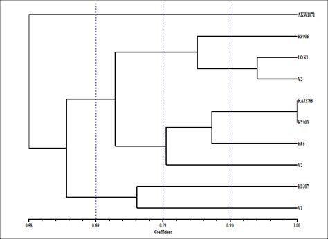 Dendrogram Illustrating Genetic Relationships Among Wheat Cultivars