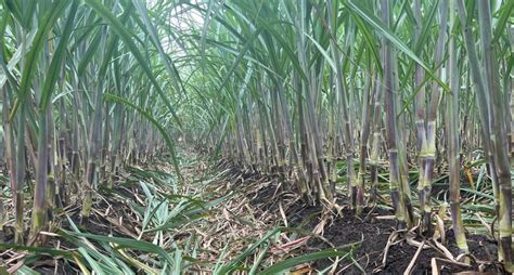 Cane Sugar: Growing, Processing, Benefiting - AGRICULTURE GURUJI