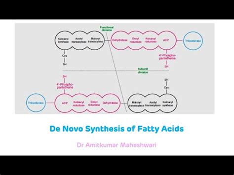 Fatty Acid Synthesis De Novo Synthesis Of Fatty Acids