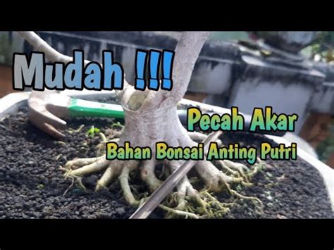 Mudah Begini Cara Pecah Akar Bahan Bonsai Anting Putri YouTube