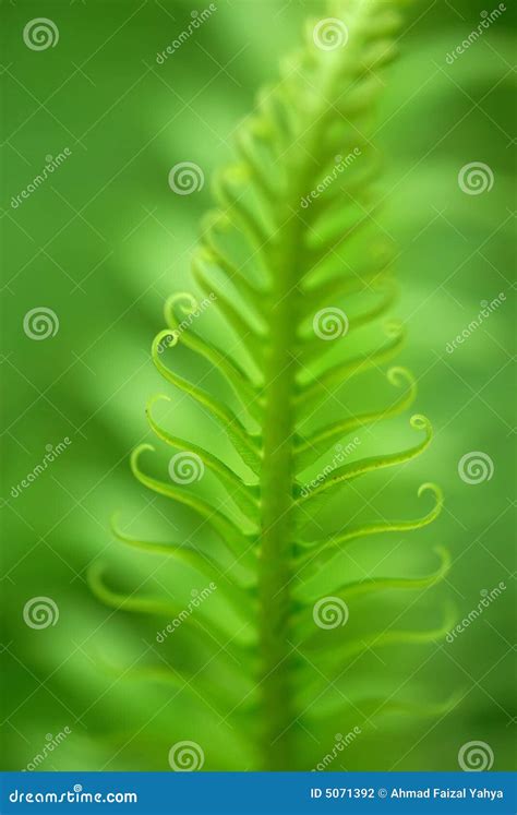 Exotic ferns stock photo. Image of blurry, blur, curl - 5071392