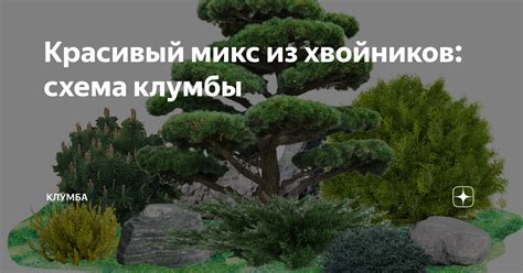 Красивый микс из хвойников: схема клумбы | КЛУМБА | Дзен