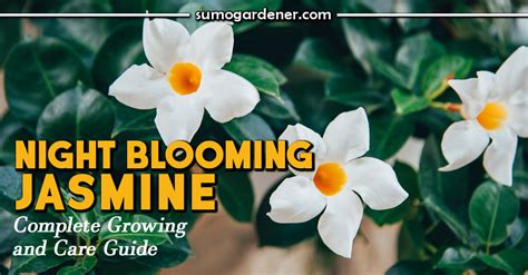 Night Blooming Jasmine | Complete Growing and Care Guide