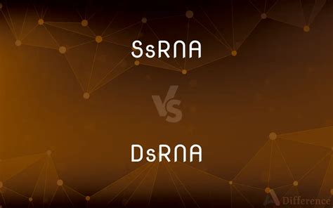 SsRNA vs. DsRNA — What’s the Difference? 