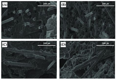 Scanning electron microscopy images for cell morphology analysis ...
