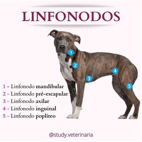 LINFONODOS Anatomia I