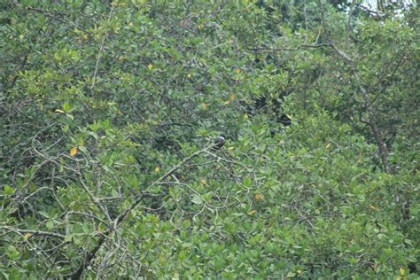 Martín pescador de collar desde Océano Pacífico Norte Tumaco Nariño