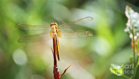 Golden Dragonfly Photograph By Terri Mills Fine Art America