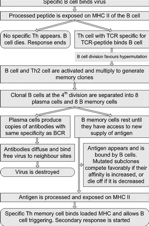 Humoral Immunity Flow Chart