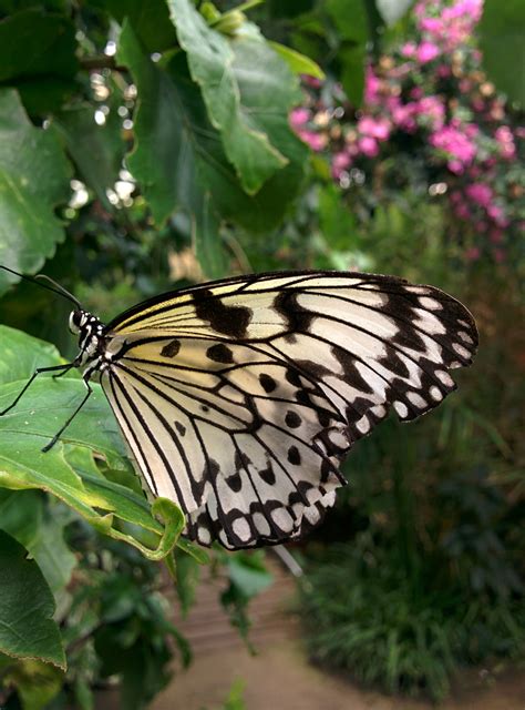 Free Images Nature Wing Leaf Flower Wildlife Green Insect