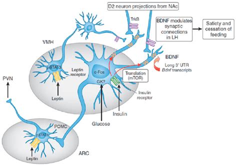 Mechanism Of Action Of Bdnf On Hypothalamus Pomc Neuron And Control Of