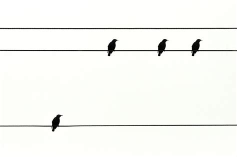 Birds On Power Lines by Kees Smans