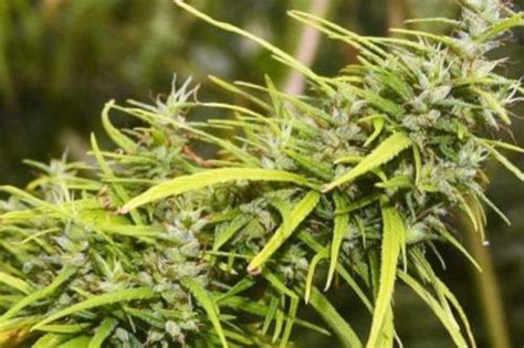 24 Best LANDRACE Cannabis Strains to Grow from Seed | Mold Resistant ...