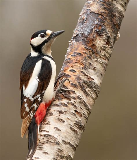 Male Great Spotted Woodpecker Red Patch On Nape Of Neck De Flickr