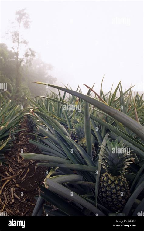 Pineapple plantation costa rica hi-res stock photography and images - Alamy