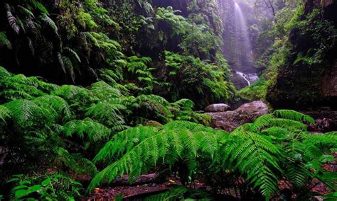 El Bosque De Los Tilos Rutas En La Isla De La Palma Foto