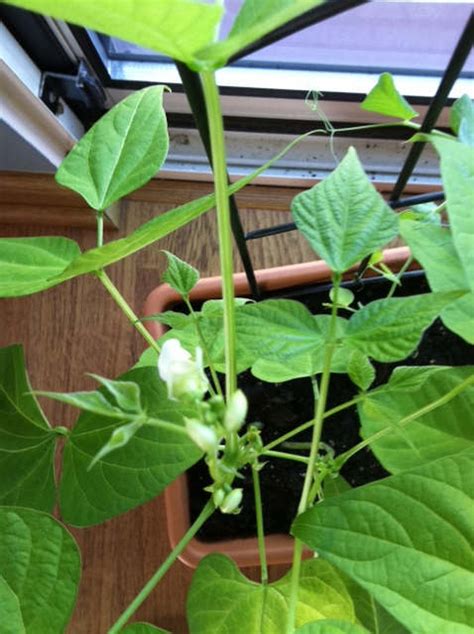 My Condo Garden: Happy Bean Flowering Day!